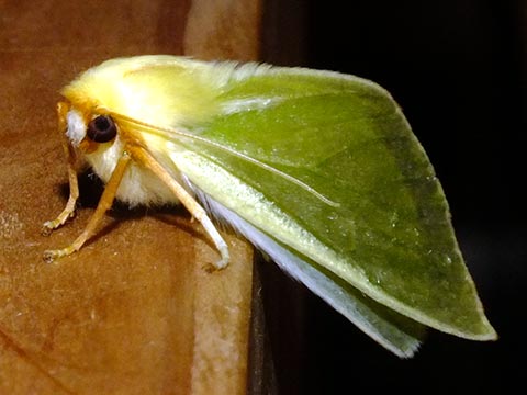 ナンカイキイロエダシャク 屋久島ひとりごと